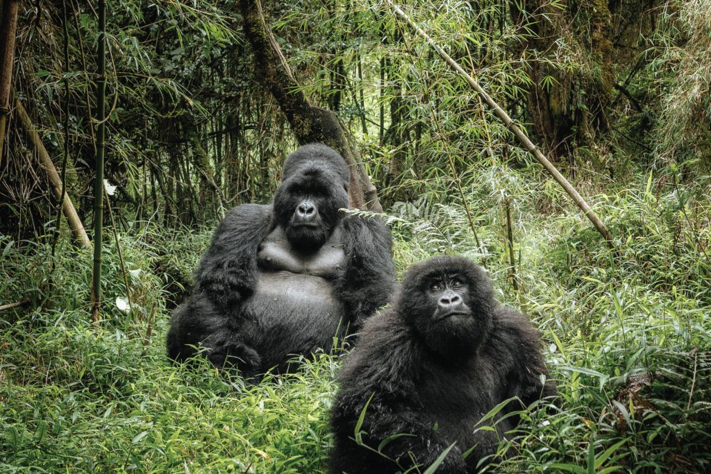 3 Days - Bwindi National Park