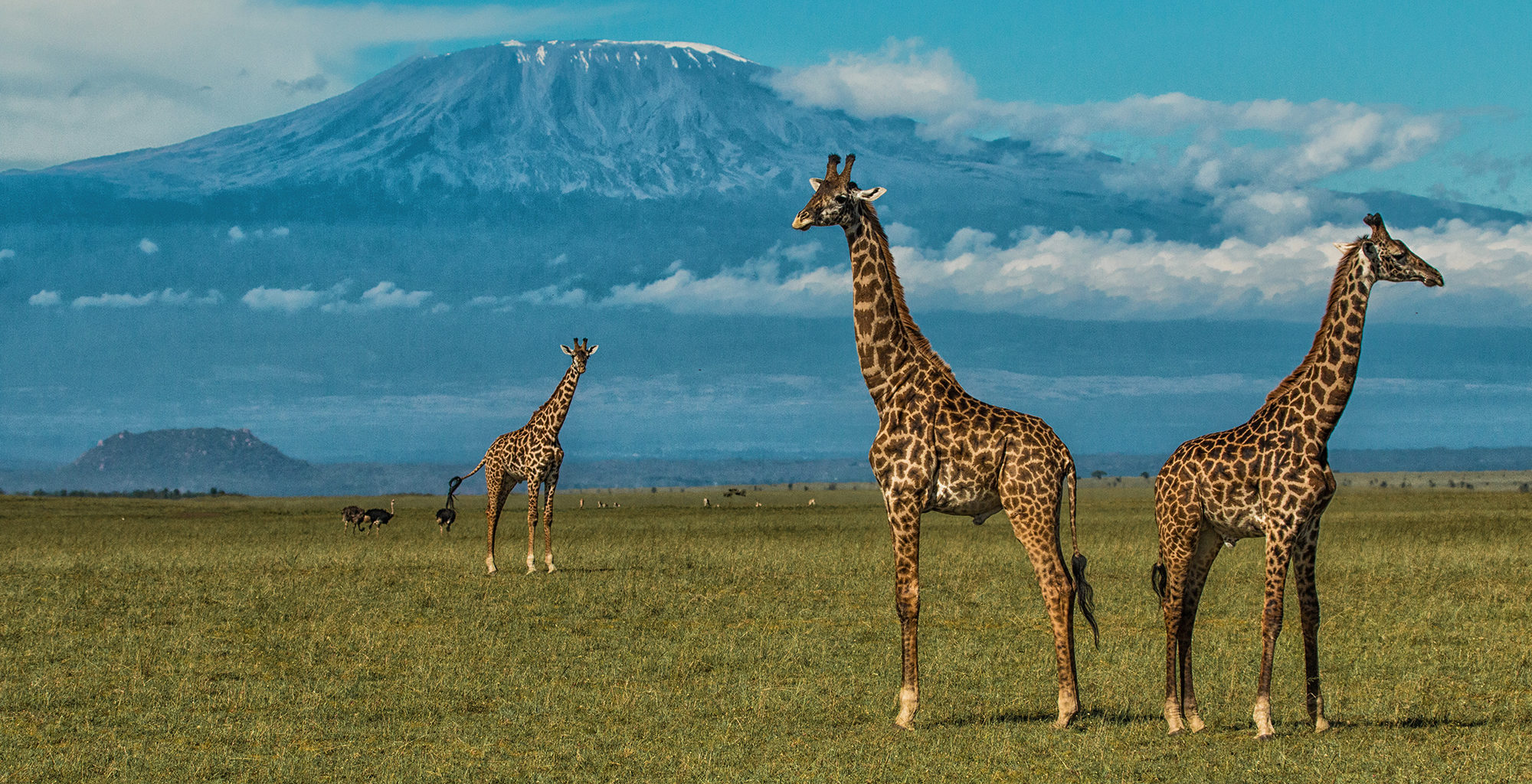 3 Days Amboseli Safari