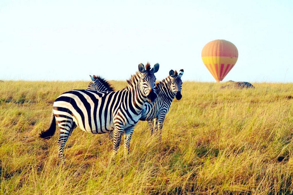 3 Days Maasai Mara Flying Luxury Safari