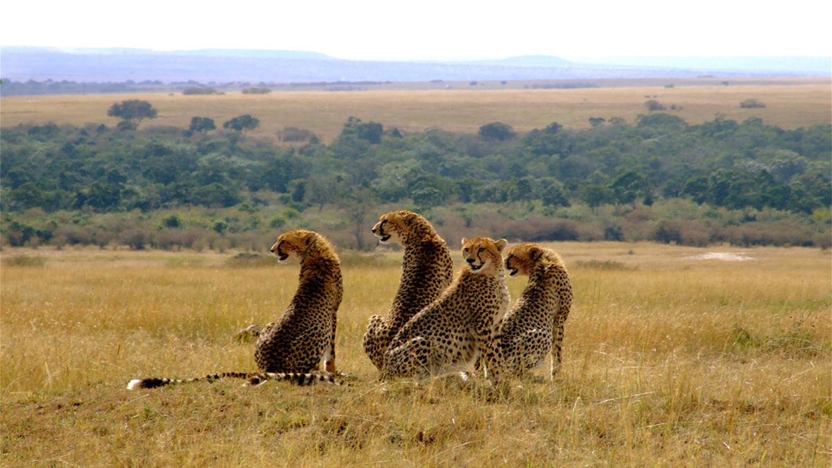 8 Days Maasai Mara Photographic Safari