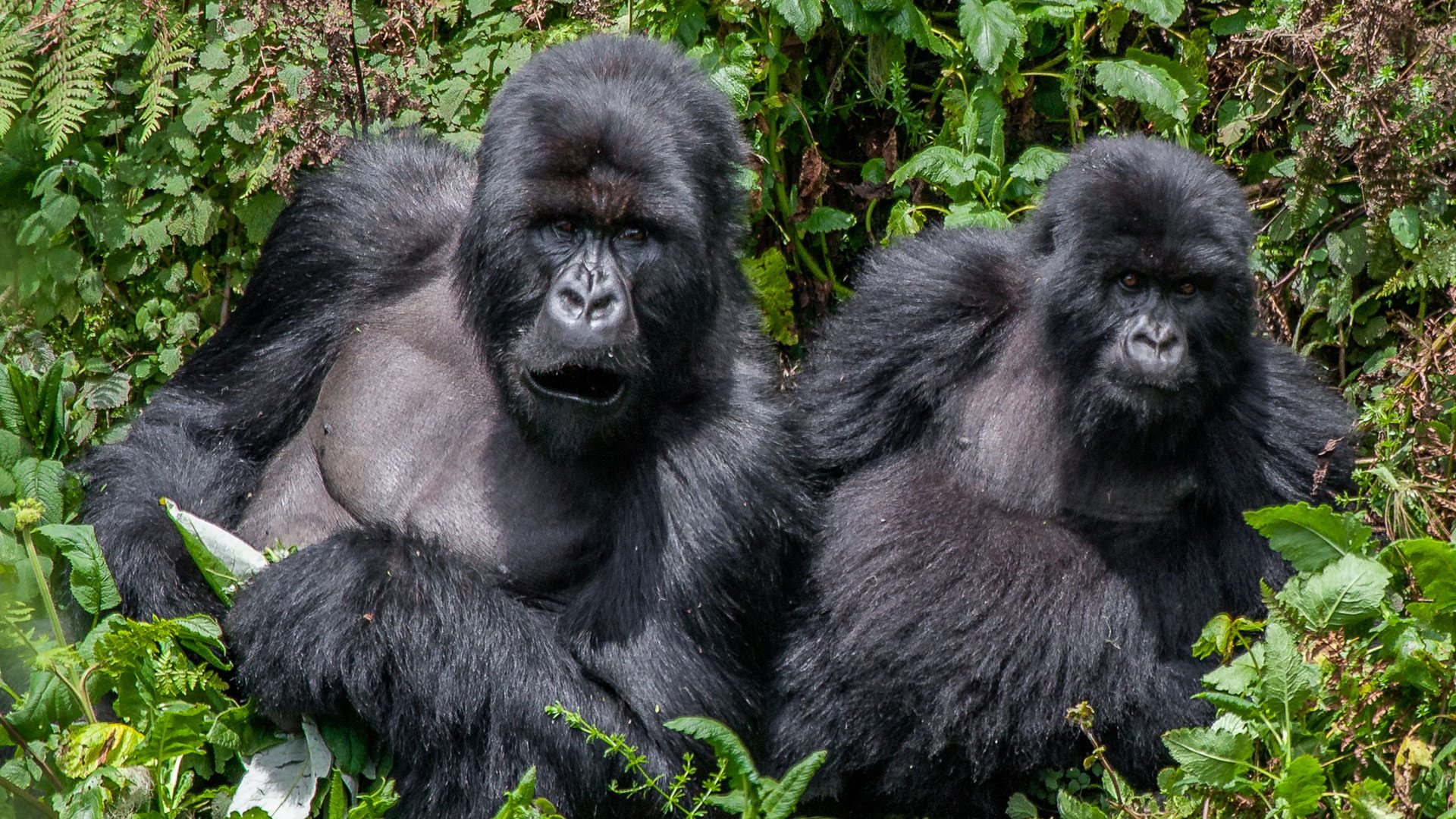 8 Day Gorilla and Chimpanzee Safari - Uganda